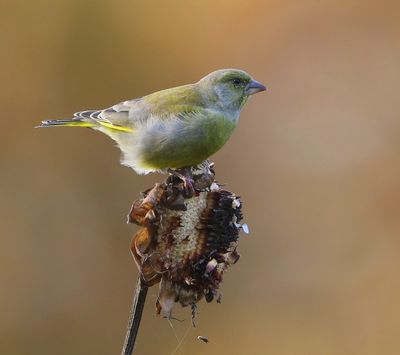 Groenling - European Greenfinch