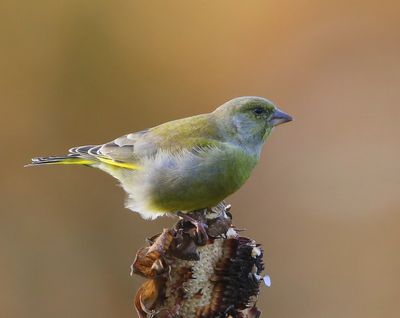 Groenling - European Greenfinch