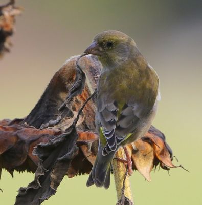 Groenling - European Greenfinch