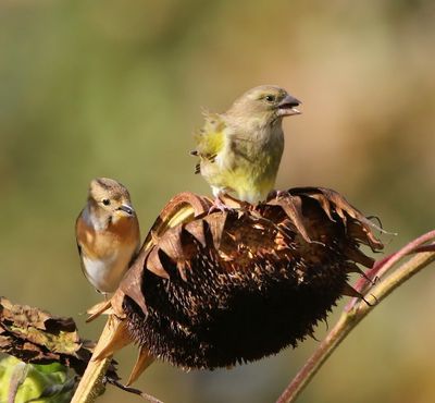Groenling - European Greenfinch