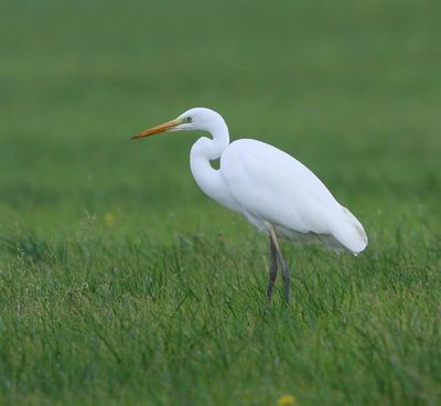 Grote Zilverreiger - Great Egret