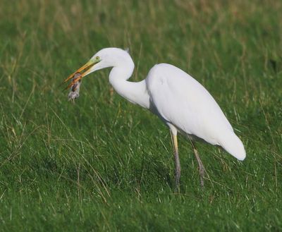 Grote Zilverreiger - Great Egret