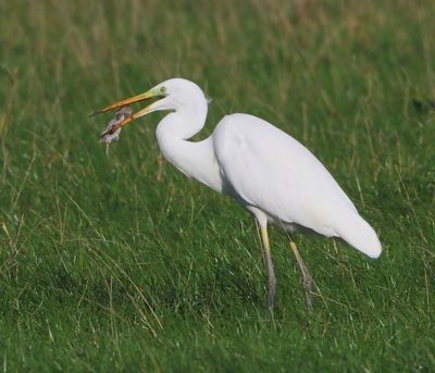 Grote Zilverreiger - Great Egret