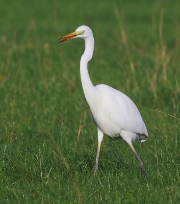 Grote Zilverreiger - Great Egret