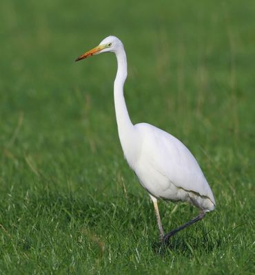 Grote Zilverreiger - Great Egret