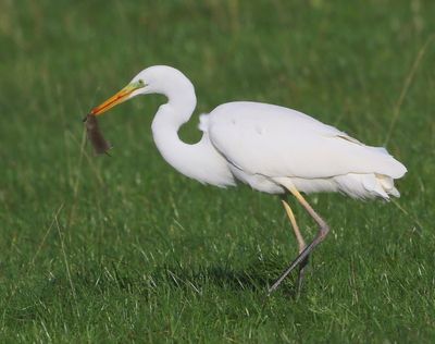 Grote Zilverreiger - Great Egret