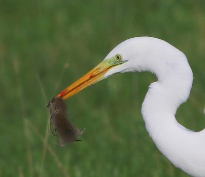 Grote Zilverreiger - Great Egret