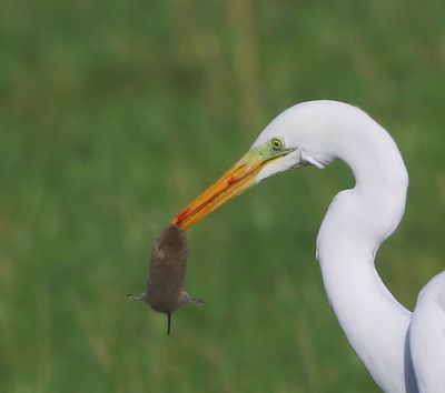 Grote Zilverreiger - Great Egret