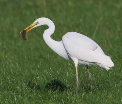 Grote Zilverreiger - Great Egret
