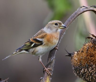 Keep - Brambling