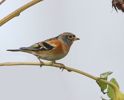 Keep - Brambling