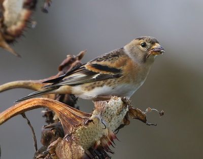Keep - Brambling