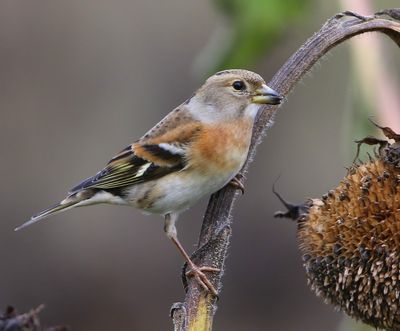 Keep - Brambling