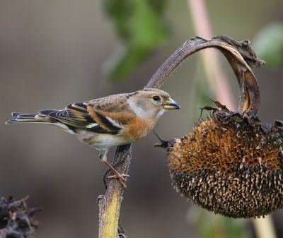 Keep - Brambling