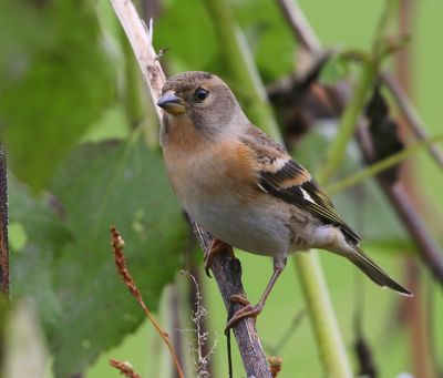 Keep - Brambling