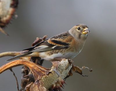 Keep - Brambling
