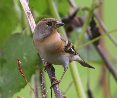 Keep - Brambling