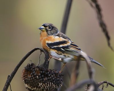 Keep - Brambling