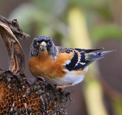 Keep - Brambling