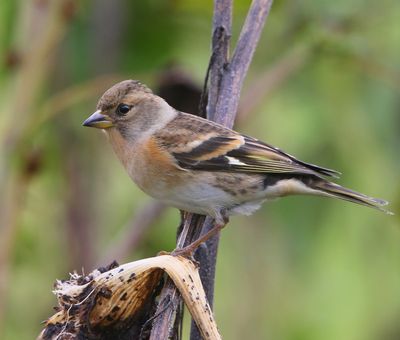 Keep - Brambling