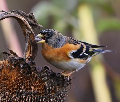 Keep - Brambling