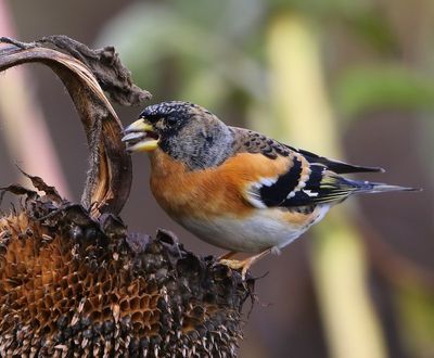 Keep - Brambling