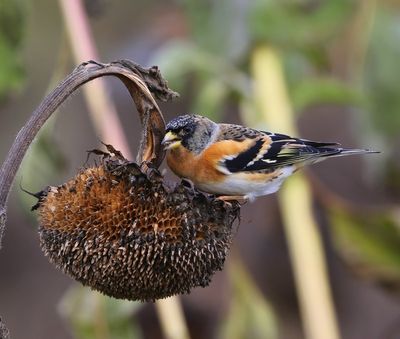 Keep - Brambling