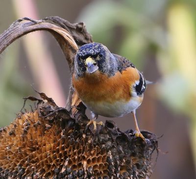 Keep - Brambling