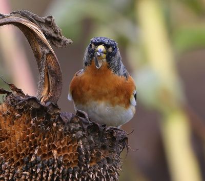 Keep - Brambling
