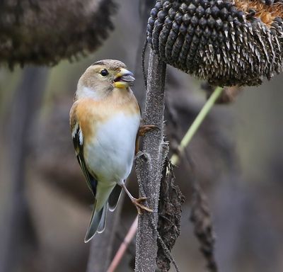 Keep - Brambling