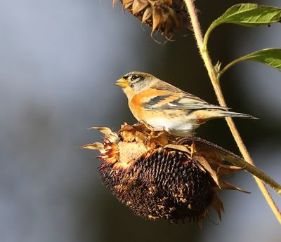 Keep - Brambling