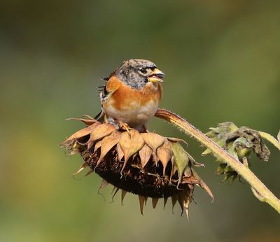 Keep - Brambling