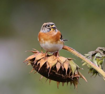 Keep - Brambling