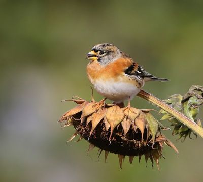 Keep - Brambling