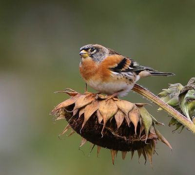 Keep - Brambling