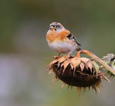 Keep - Brambling