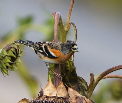 Keep - Brambling
