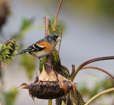 Keep - Brambling