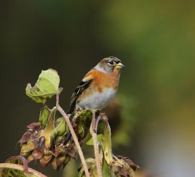 Keep - Brambling