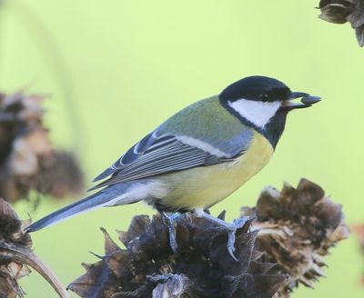 Koolmees - Great Tit