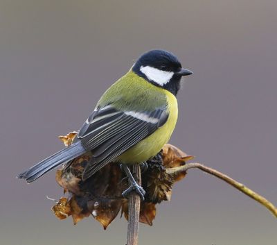 Koolmees - Great Tit
