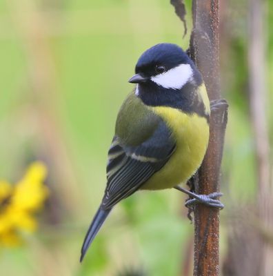 Koolmees - Great Tit