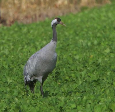 Kraanvogel - Common Crane