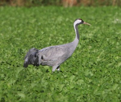 Kraanvogel - Common Crane