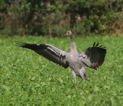 Kraanvogel - Common Crane