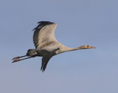 Kraanvogel - Common Crane