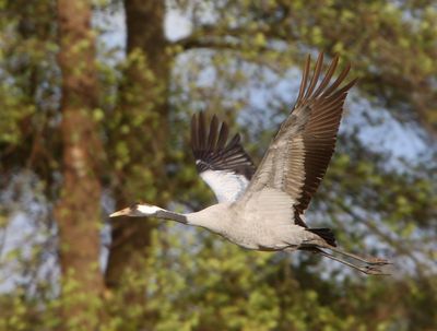 Kraanvogel - Common Crane