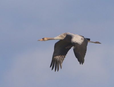 Kraanvogel - Common Crane