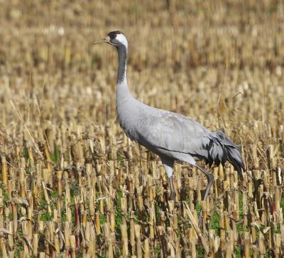 Kraanvogel - Common Crane