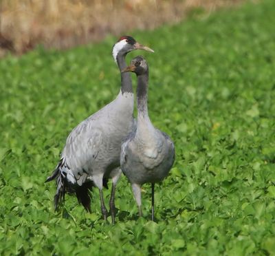 Kraanvogels - Common Cranes